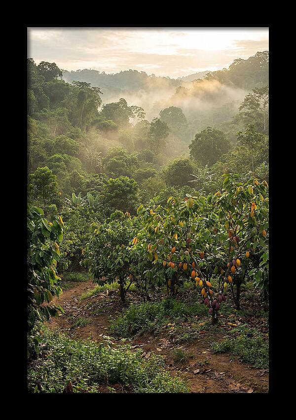 Farm Cacao Under Misty Sunrise