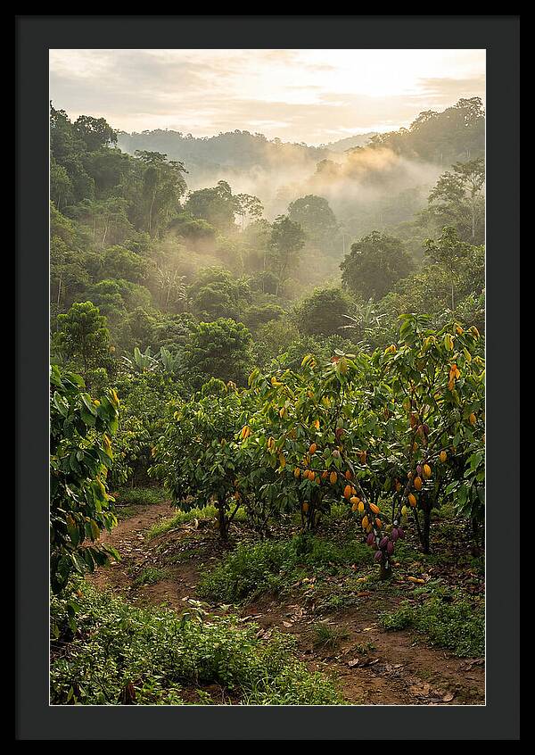 Farm Cacao Under Misty Sunrise