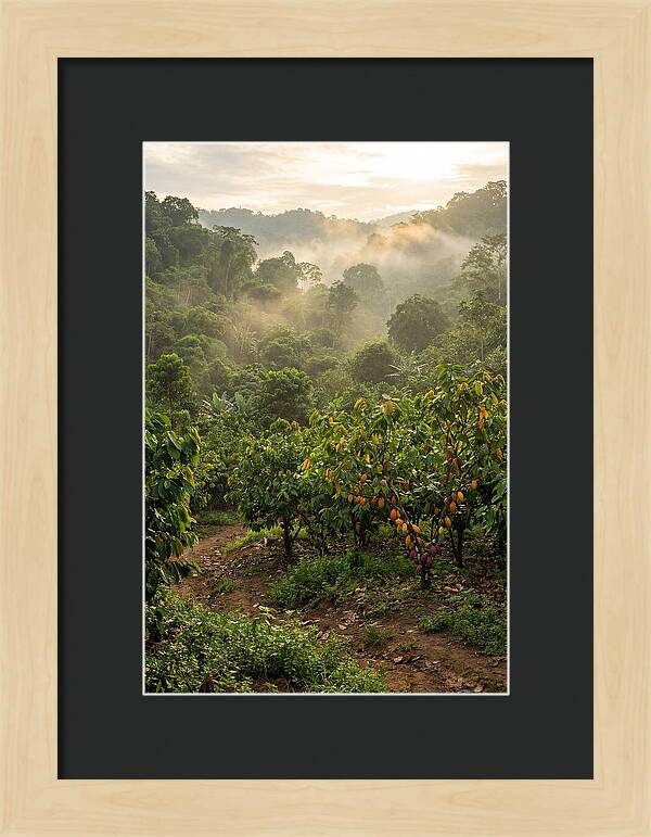 Farm Cacao Under Misty Sunrise