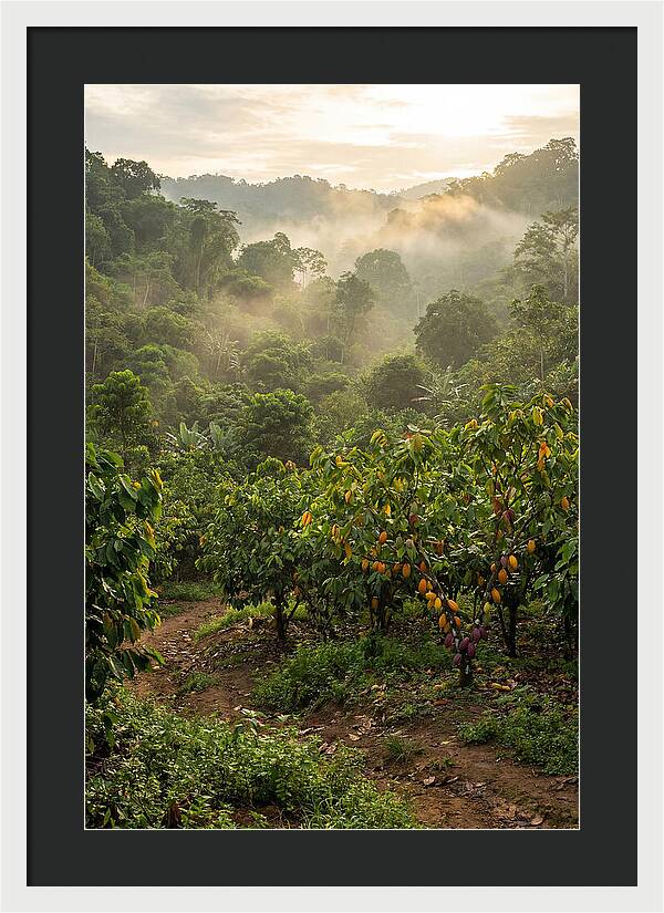 Farm Cacao Under Misty Sunrise