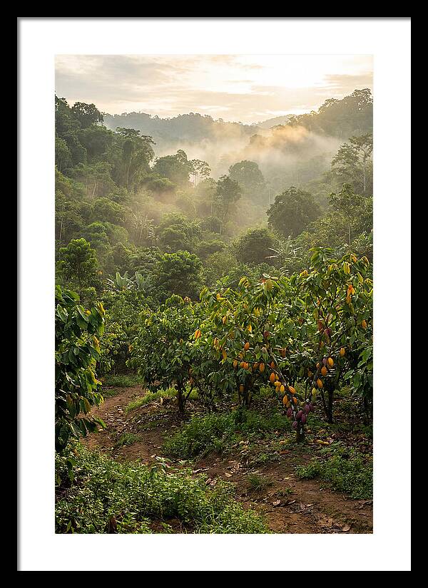 Farm Cacao Under Misty Sunrise