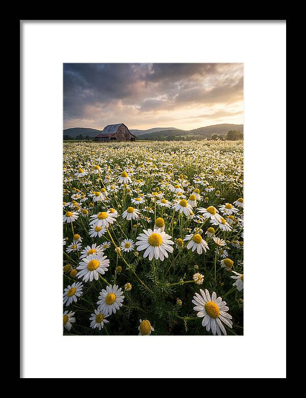 Farm Chamomile Field At Dusk