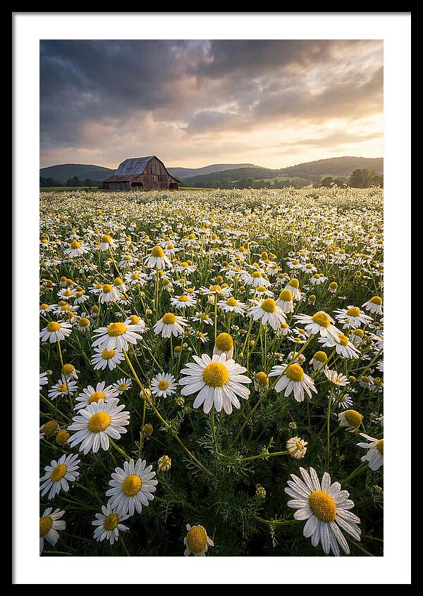 Farm Chamomile Field At Dusk