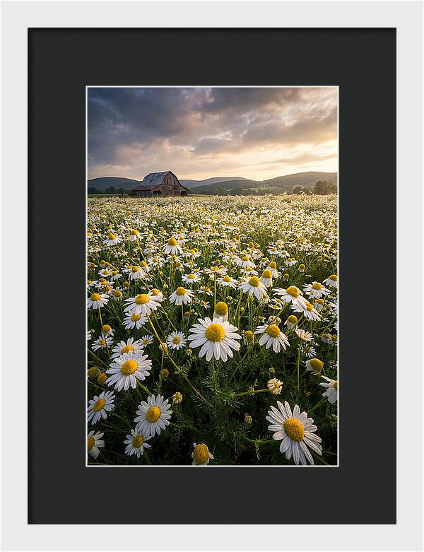 Farm Chamomile Field At Dusk