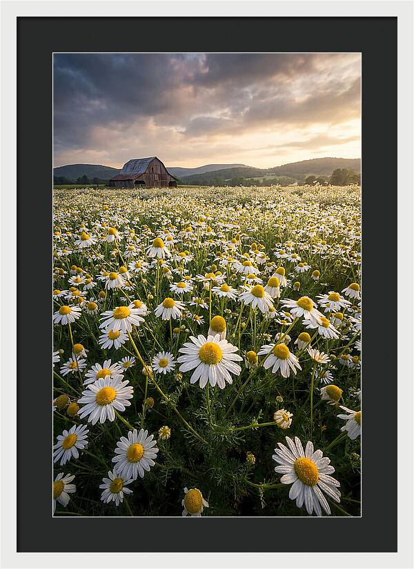 Farm Chamomile Field At Dusk