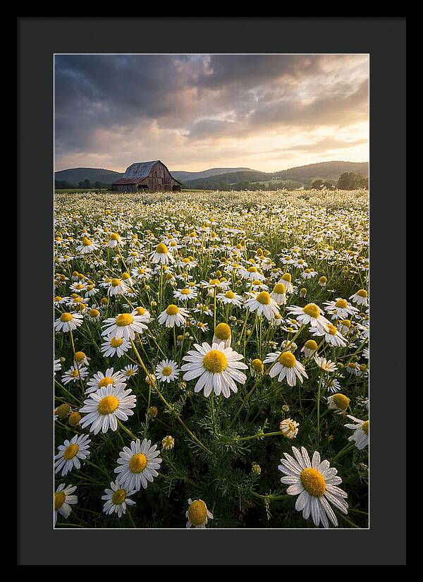 Farm Chamomile Field At Dusk