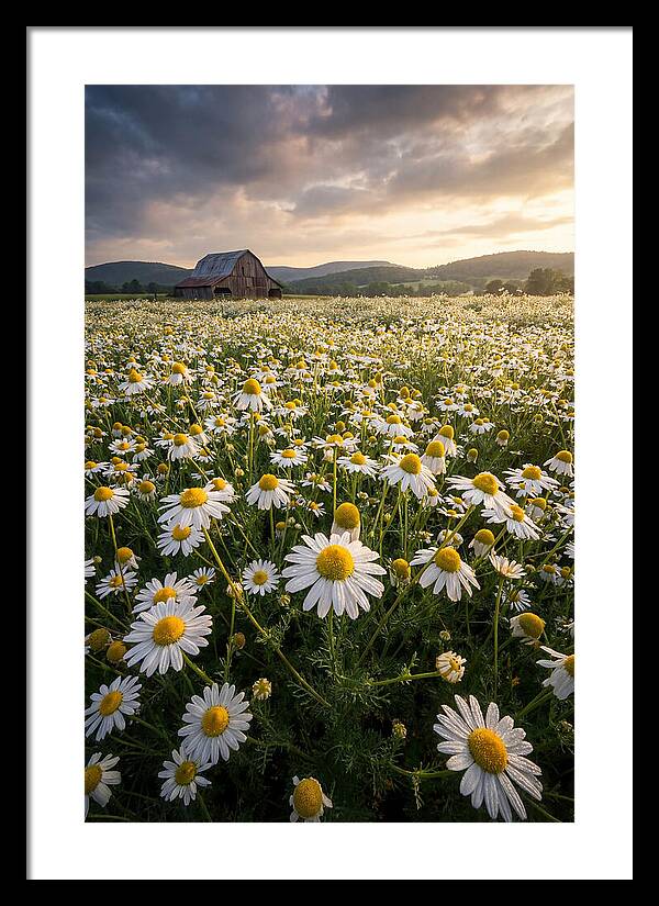 Farm Chamomile Field At Dusk