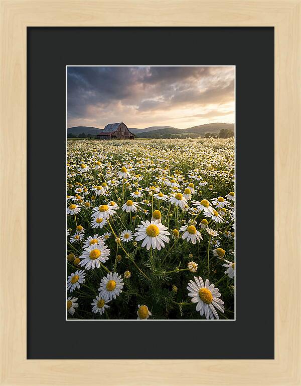 Farm Chamomile Field At Dusk