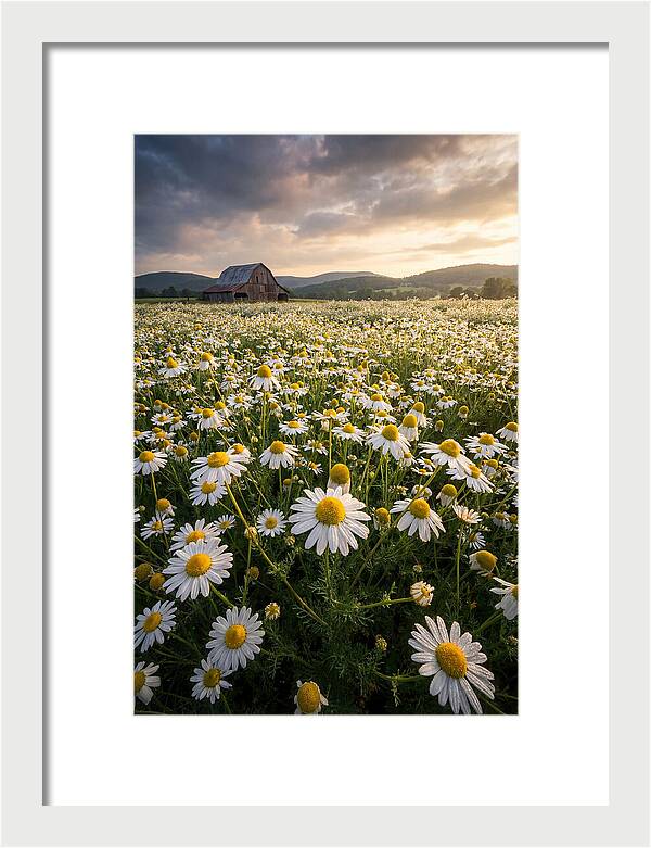 Farm Chamomile Field At Dusk