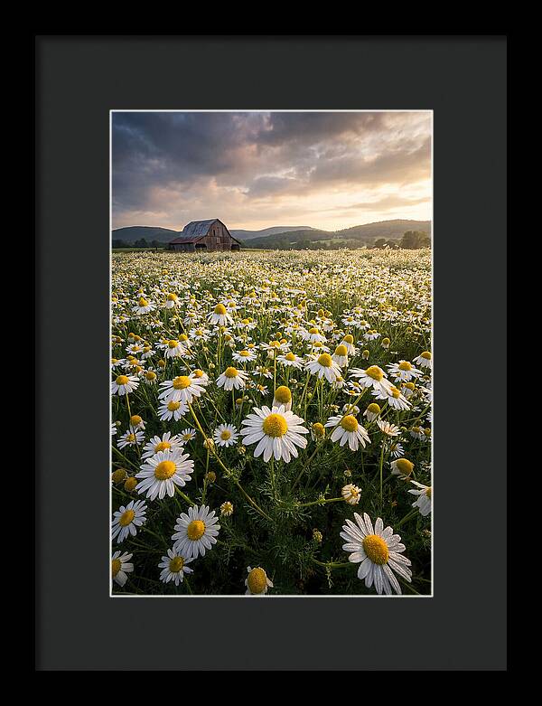 Farm Chamomile Field At Dusk