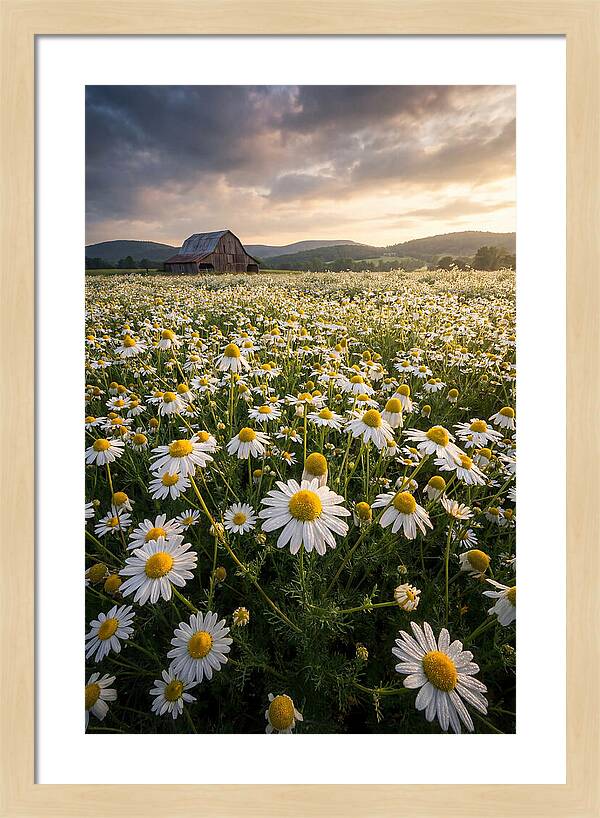 Farm Chamomile Field At Dusk