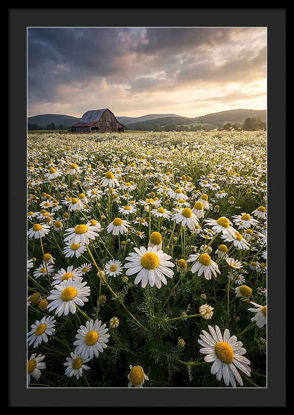 Farm Chamomile Field At Dusk