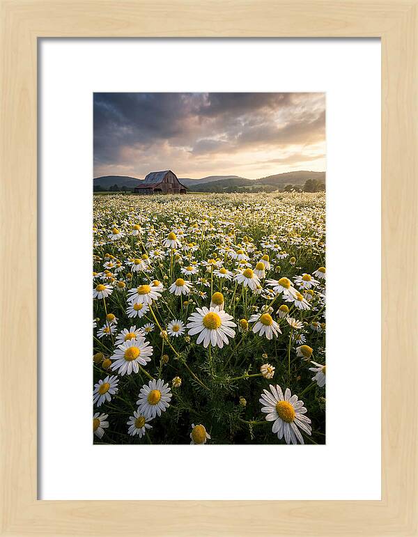 Farm Chamomile Field At Dusk
