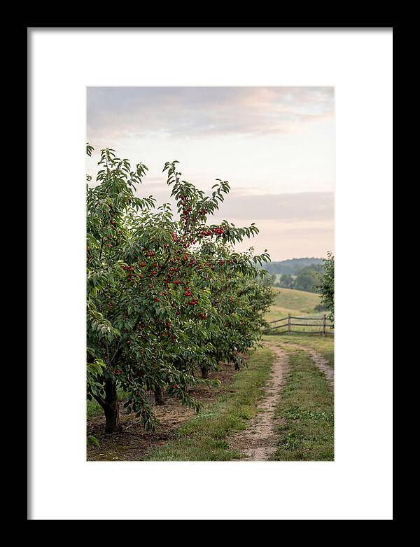Farm Cherry Orchard Pathway