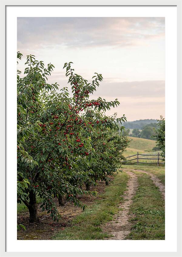 Farm Cherry Orchard Pathway