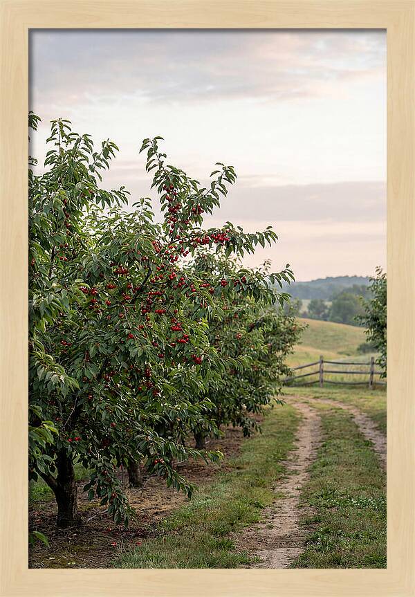 Farm Cherry Orchard Pathway