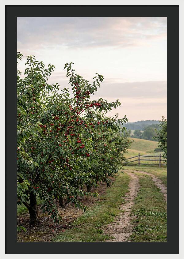Farm Cherry Orchard Pathway
