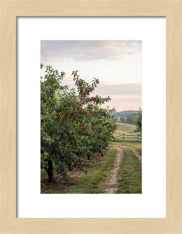 Farm Cherry Orchard Pathway