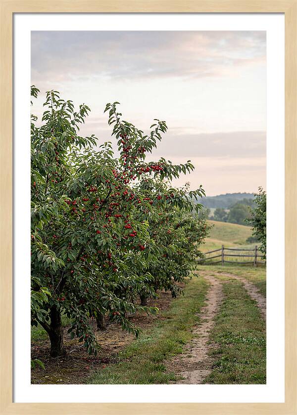 Farm Cherry Orchard Pathway