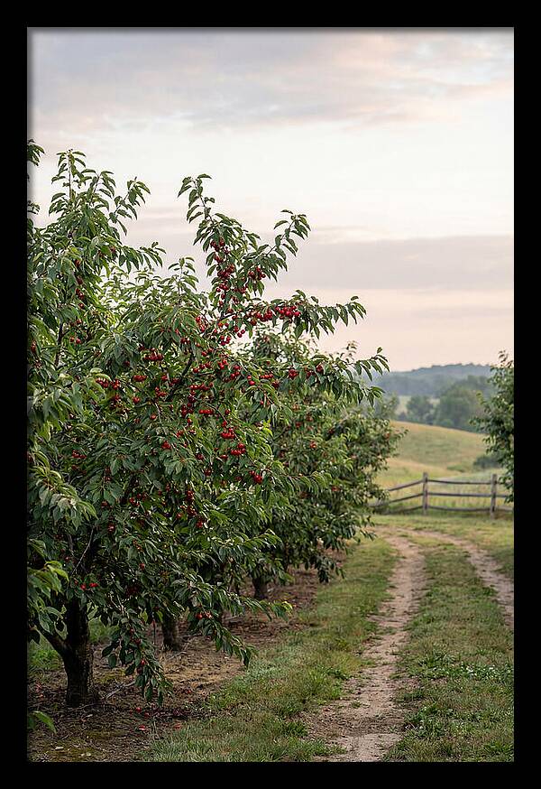 Farm Cherry Orchard Pathway