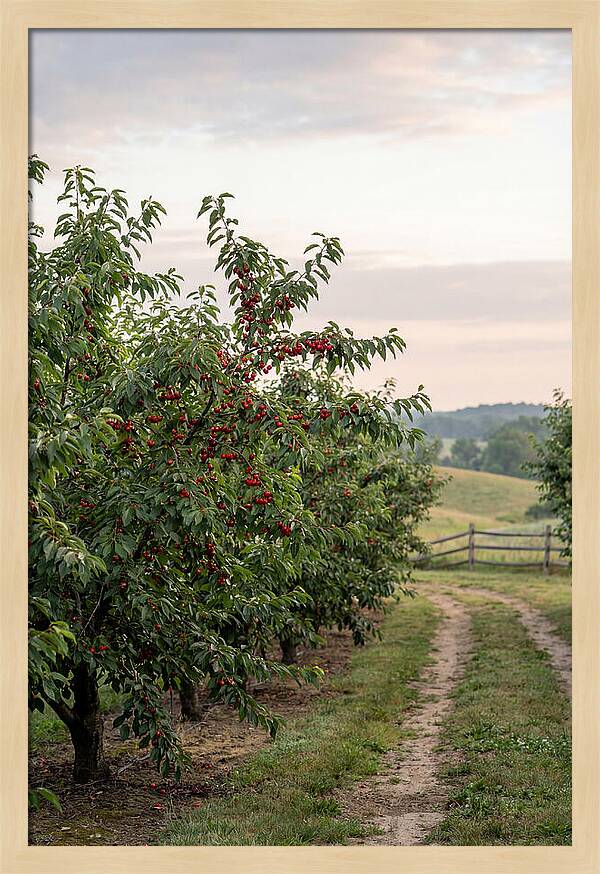 Farm Cherry Orchard Pathway
