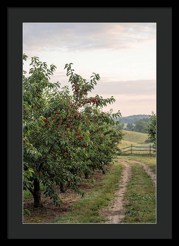 Farm Cherry Orchard Pathway