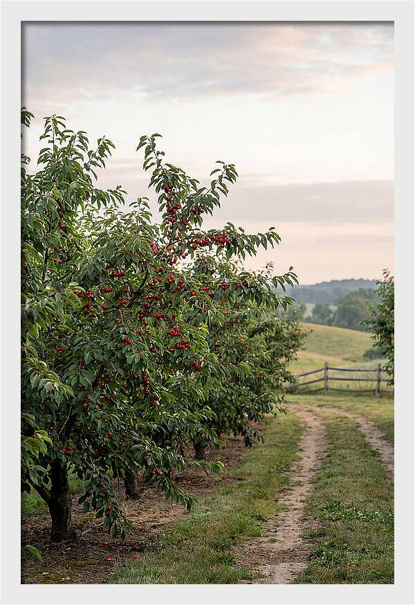 Farm Cherry Orchard Pathway