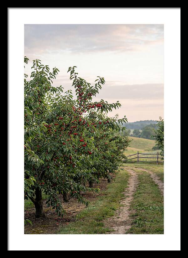 Farm Cherry Orchard Pathway