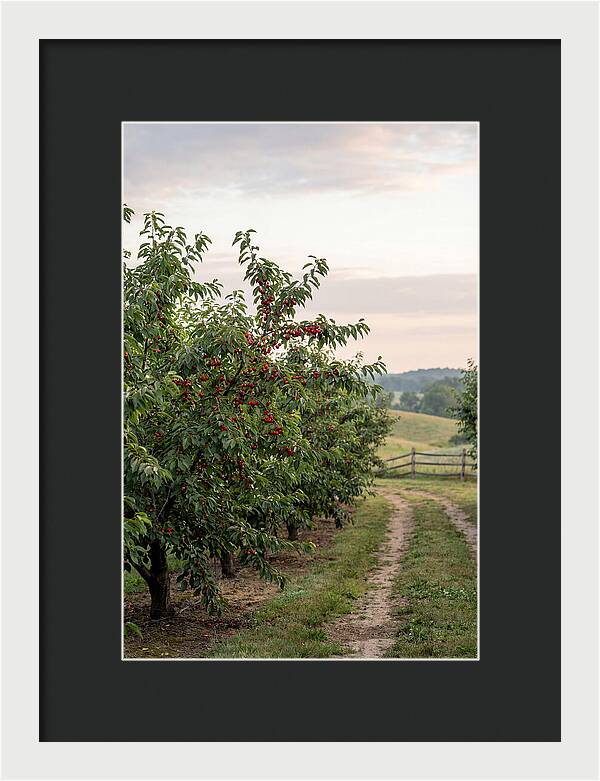 Farm Cherry Orchard Pathway
