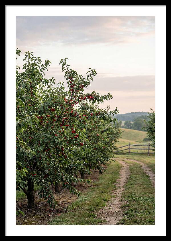 Farm Cherry Orchard Pathway