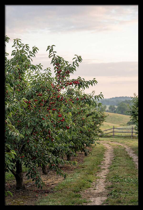 Farm Cherry Orchard Pathway