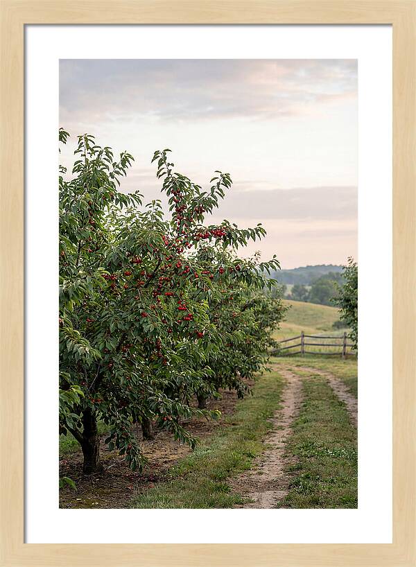 Farm Cherry Orchard Pathway