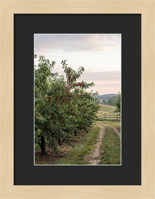 Farm Cherry Orchard Pathway