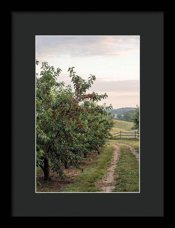 Farm Cherry Orchard Pathway
