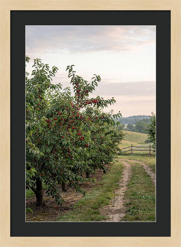 Farm Cherry Orchard Pathway