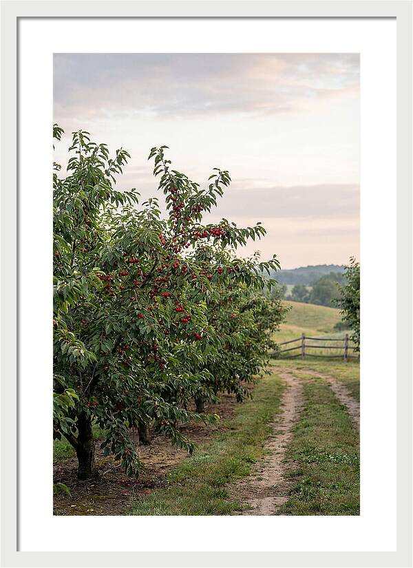Farm Cherry Orchard Pathway
