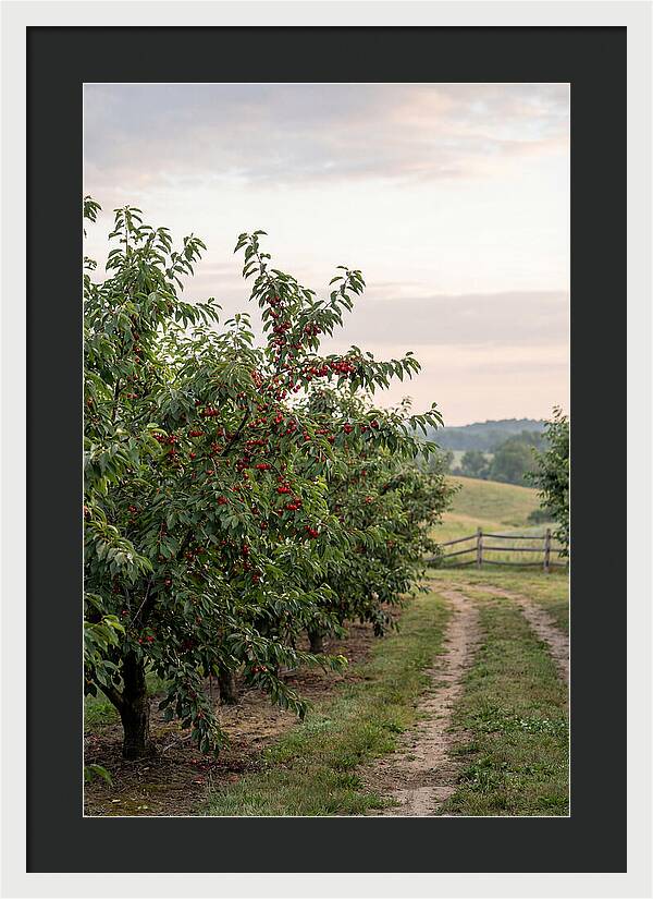 Farm Cherry Orchard Pathway