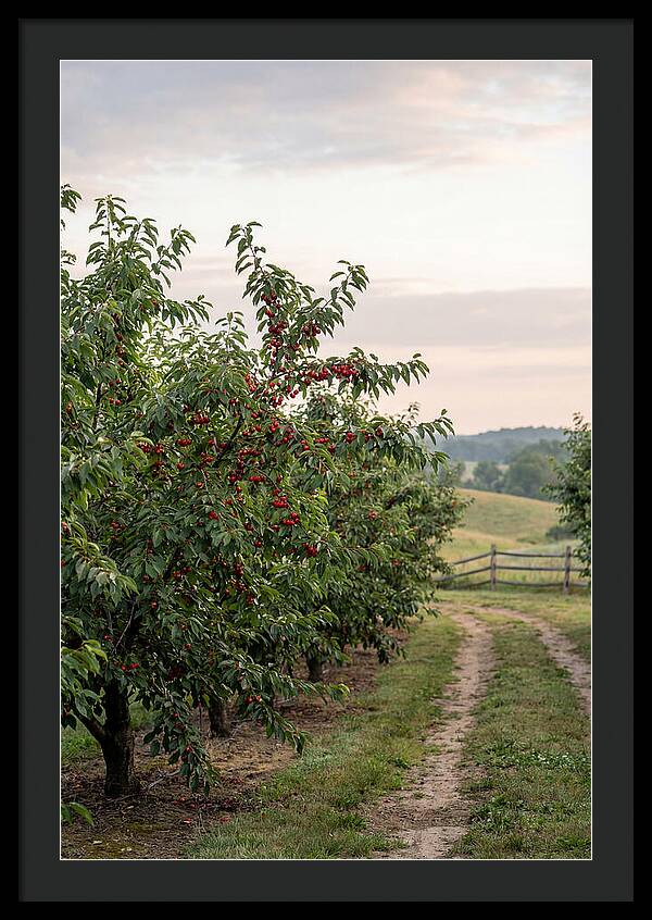 Farm Cherry Orchard Pathway