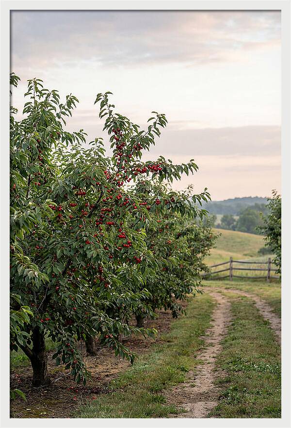 Farm Cherry Orchard Pathway