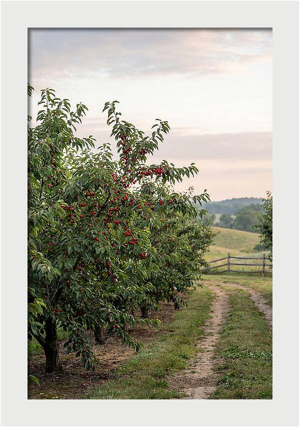 Farm Cherry Orchard Pathway