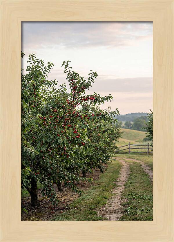 Farm Cherry Orchard Pathway