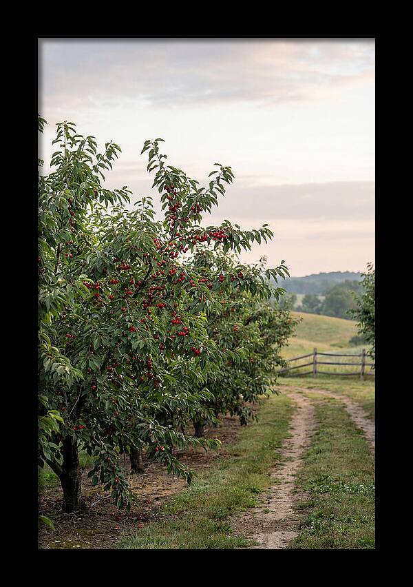 Farm Cherry Orchard Pathway