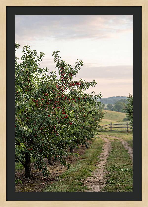 Farm Cherry Orchard Pathway