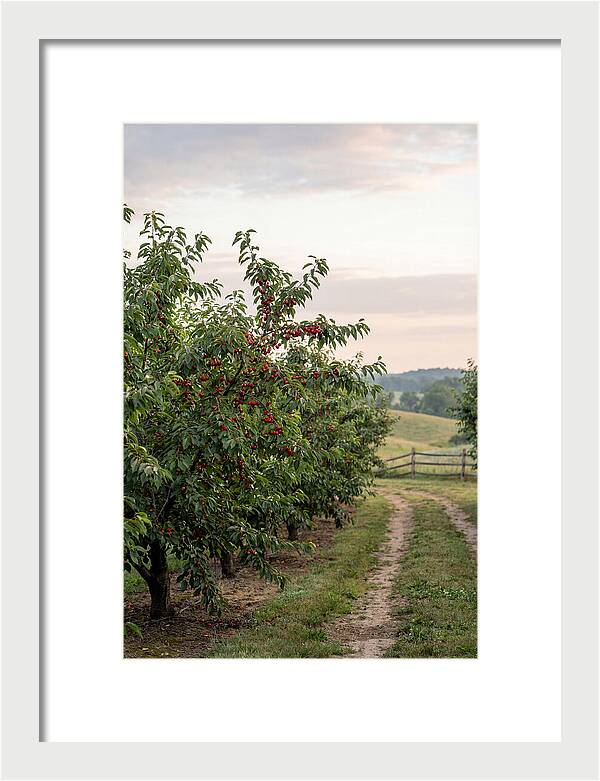 Farm Cherry Orchard Pathway