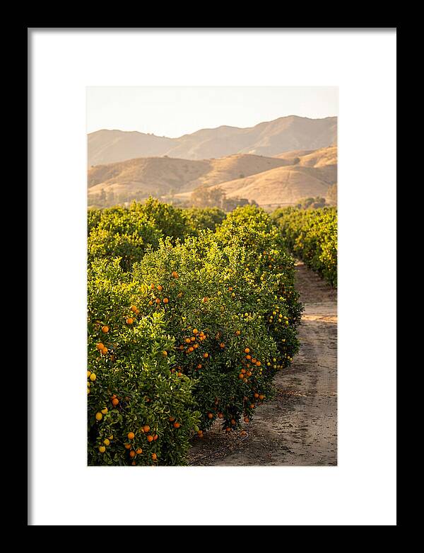 Farm Citrus Bliss