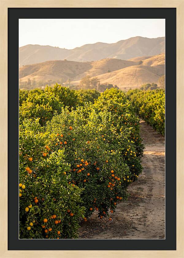 Farm Citrus Bliss