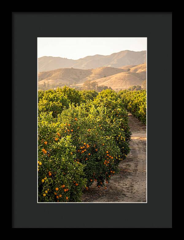 Farm Citrus Bliss