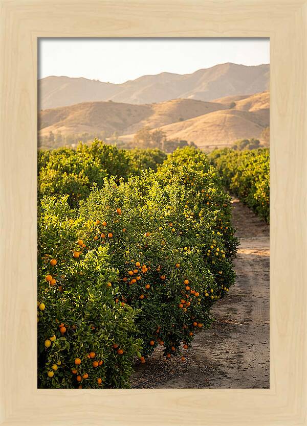 Farm Citrus Bliss