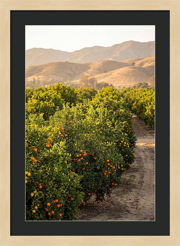 Farm Citrus Bliss