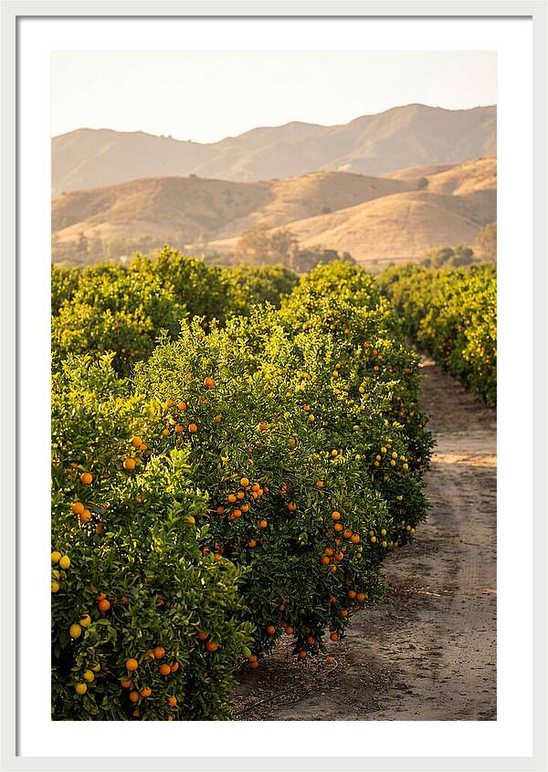 Farm Citrus Bliss
